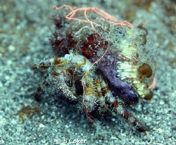 Stareye Hermit Crab with Hidden anemone on shell by S Coker 
